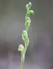 Pterostylis cycnocephala