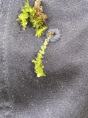 Plagiomnium cuspidatum