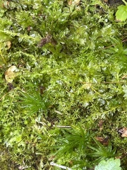 Plagiomnium cuspidatum