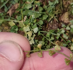 Asplenium flabellifolium
