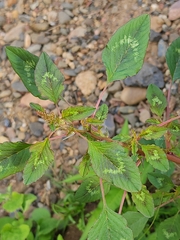 Amaranthus viridis