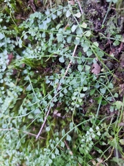 Asplenium flabellifolium