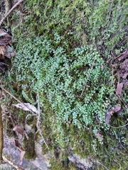 Asplenium flabellifolium