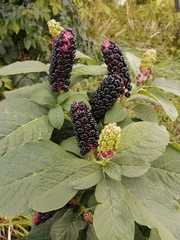 Phytolacca acinosa