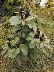 Phytolacca acinosa