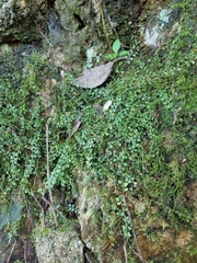 Asplenium flabellifolium