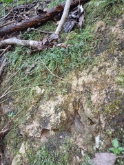 Asplenium flabellifolium