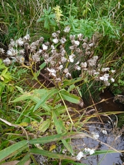 Senecio sarracenicus