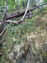 Asplenium flabellifolium