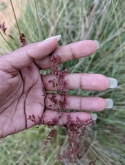 Melinis repens