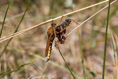 Asilus crabroniformis