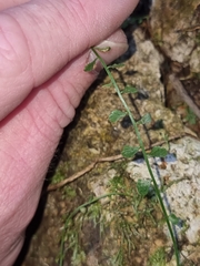 Asplenium flabellifolium