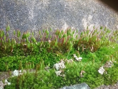 Ptychostomum capillare