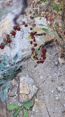 Blitum virgatum