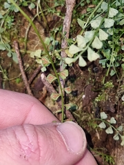 Asplenium flabellifolium