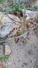 Blitum virgatum