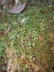Asplenium flabellifolium