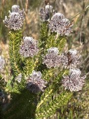 Serruria brownii