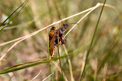 Asilus crabroniformis