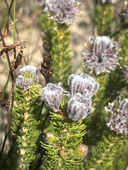 Serruria brownii