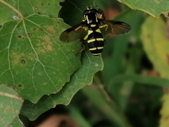 Xanthogramma