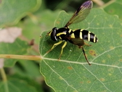 Xanthogramma