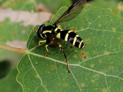 Xanthogramma