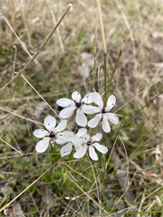Burchardia umbellata