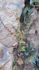 Blitum virgatum