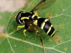 Xanthogramma