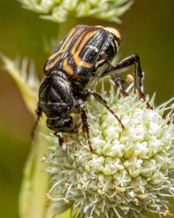Scarabaeidae