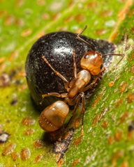 Camponotus