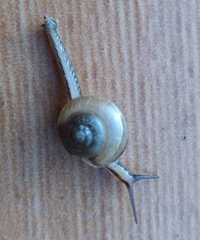 Bradybaena similaris