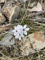 Burchardia umbellata