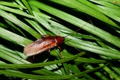 Periplaneta fuliginosa