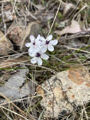 Burchardia umbellata
