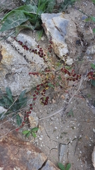 Blitum virgatum