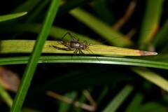 Svistella bifasciata