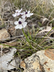 Burchardia umbellata