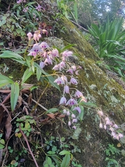 Dendrobium kingianum