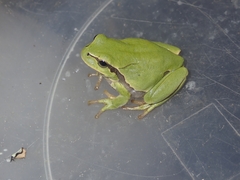 Hyla molleri
