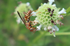 Polistes dorsalis dorsalis