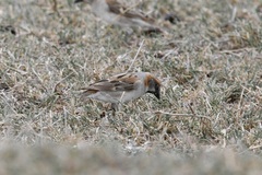 Passer rufocinctus