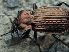 Carabus ulrichii