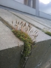 Tortula muralis muralis