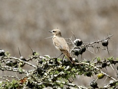 Oenanthe isabellina