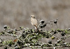 Oenanthe isabellina