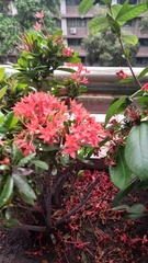 Ixora coccinea