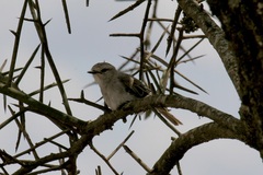 Bradornis microrhynchus