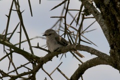Bradornis microrhynchus